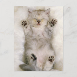 Kitten Sleeping on a White Fluffy Carpet, High Vykort