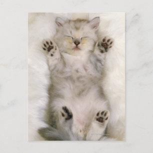 Kitten Sleeping on a White Fluffy Carpet, High Vykort