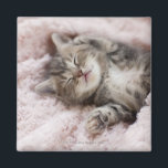 Kitten Sleeping på Towel Magnet<br><div class="desc">Kitten Sleeping på Towel | C.O.T/a.collectionRF | Tillgångs-ID: 108746250</div>