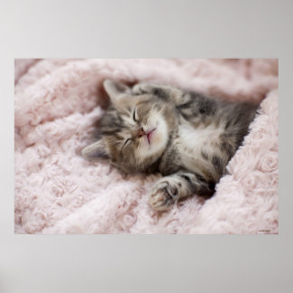 Kitten Sleeping på Towel Poster