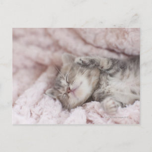 Kitten Sleeping på Towel Vykort