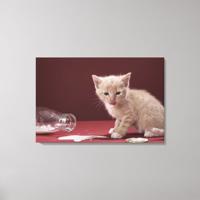 Kitten slickar spillt mjölk från flaska canvastryck (Framsida)