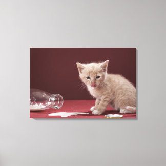 Kitten slickar spillt mjölk från flaska canvastryck