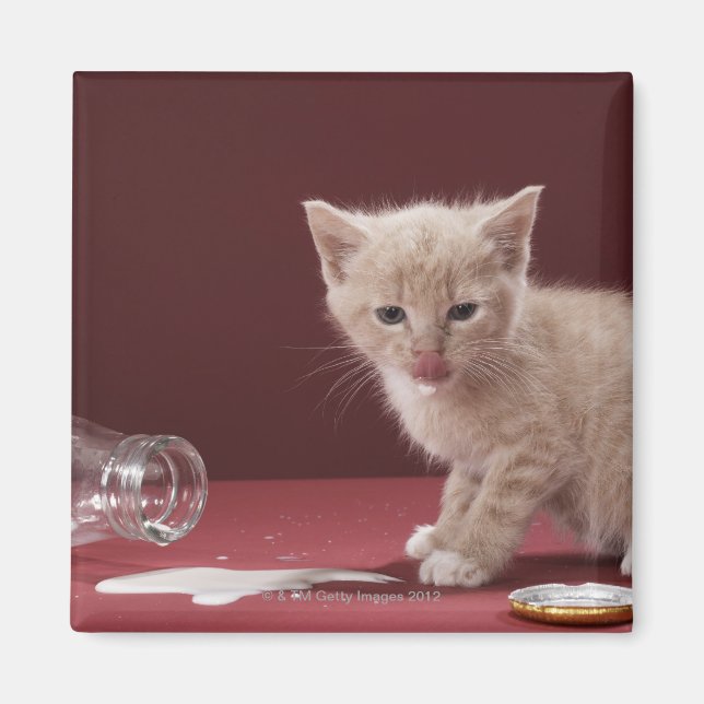 Kitten slickar spillt mjölk från flaska magnet (Framsidan)