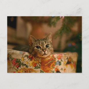 Kitten som kikar bakom Julgran Vykort
