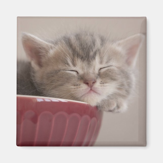 Kitten sover i en bak magnet (Framsidan)