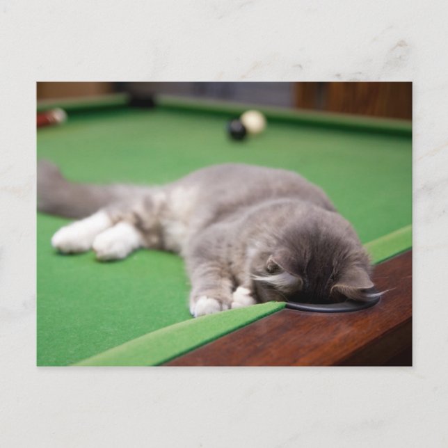 Kitten Spelay Bassäng Vykort (Framsida)