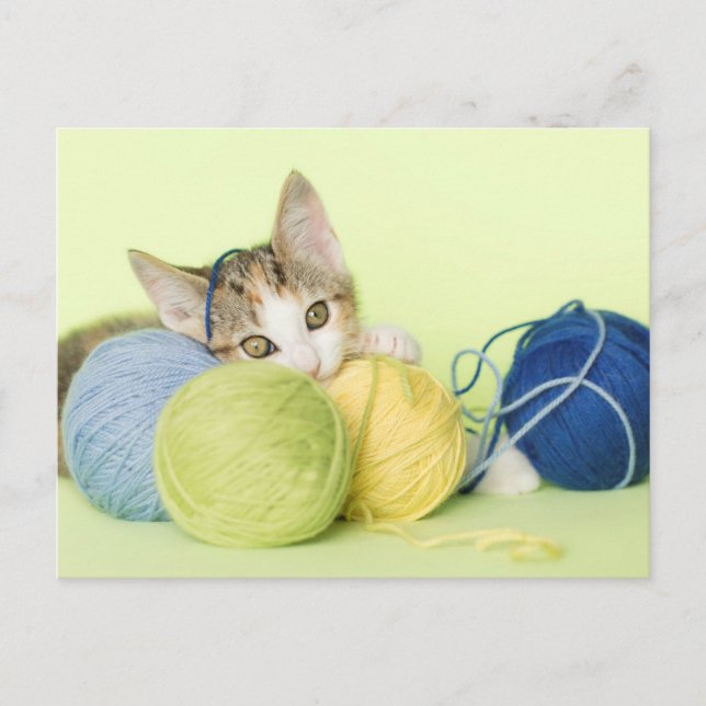 Kitten Spelning Yarn Vykort (Framsida)