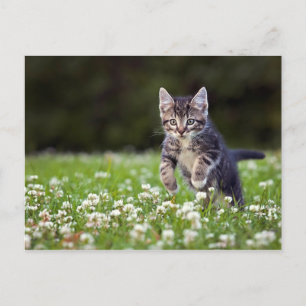 Kitten springer genom Klöver Vykort