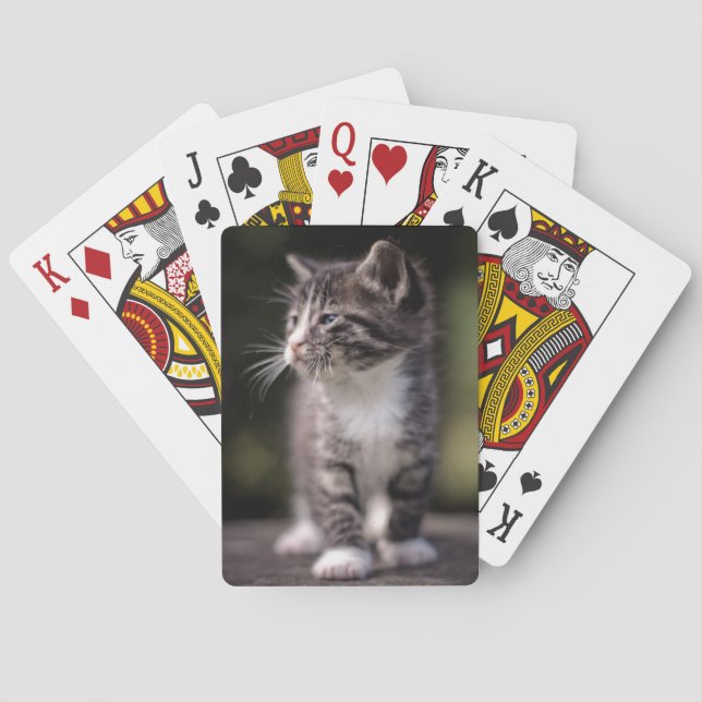 Kitten Ständiga Tall Casinokort (Baksidan)