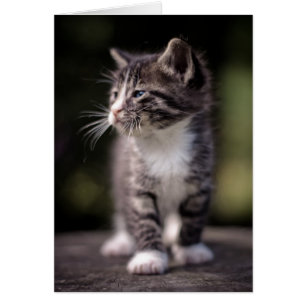 Kitten Ständiga Tall Hälsningskort