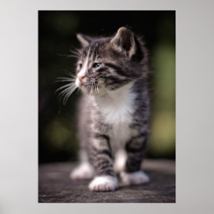 Kitten Ständiga Tall Poster
