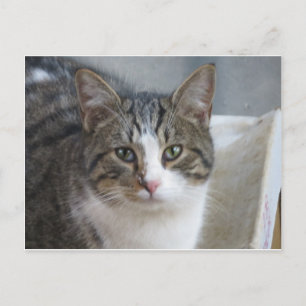 Kitten Stäng upp Vykort
