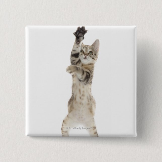 Kitten står på tass knapp (Framsida)