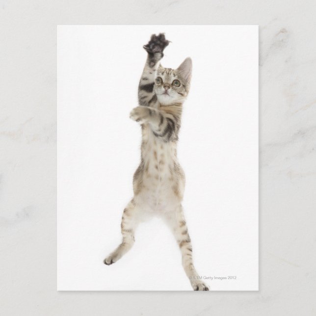 Kitten står på tass vykort (Framsida)