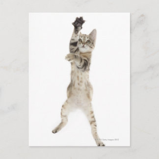 Kitten står på tass vykort