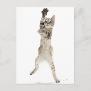 Kitten står på tass vykort
