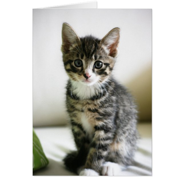 Kitten Stare Hälsningskort (Framsidan)