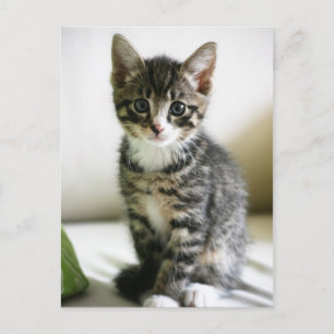 Kitten Stare Vykort