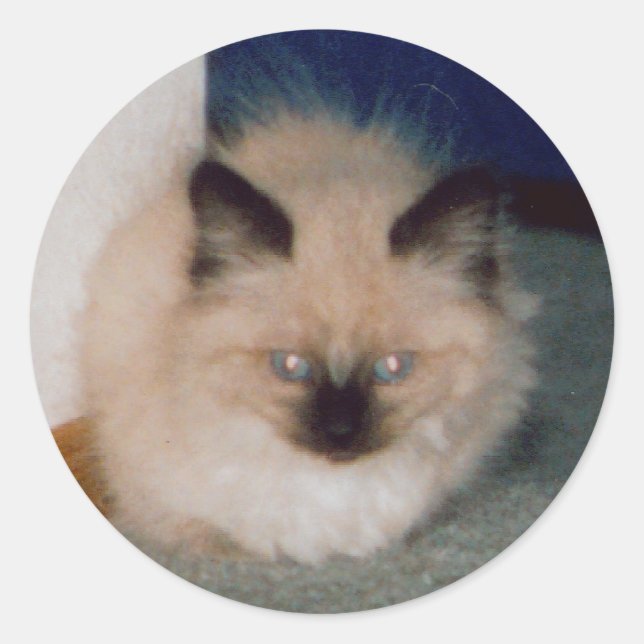 Kitten Sticker Runt Klistermärke (Framsida)