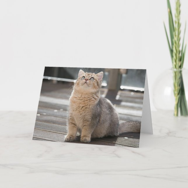 Kitten Tack Kort (Framsida)