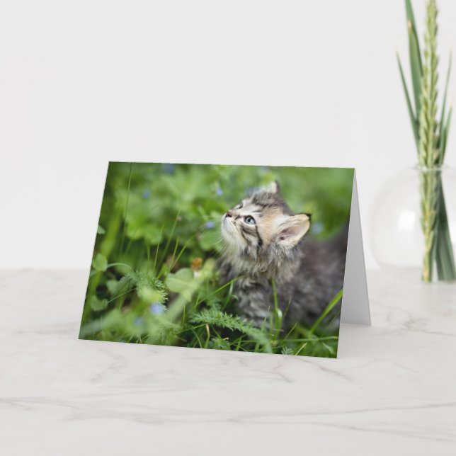 Kitten Tack Kort (Framsida)
