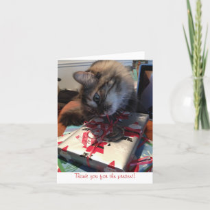 kitten tackkort