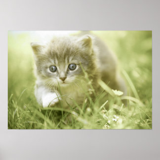 Kitten tar steg i gräset poster