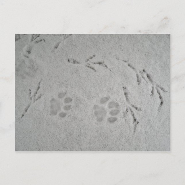 Kitten tass och fågelspåren i snö - vykort (Framsida)