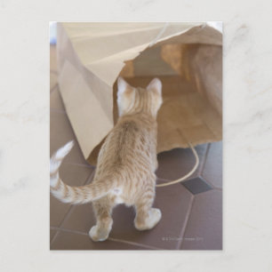 Kitten Tittar in i Abyss i en bag Vykort