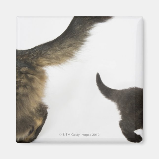 Kitten Tittar upp i Mor Svan Magnet (Framsidan)