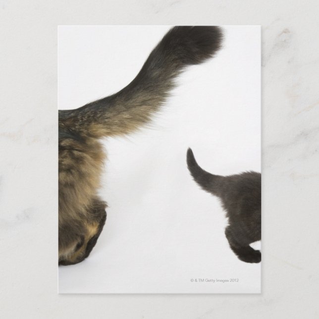 Kitten Tittar upp i Mor Svan Vykort (Framsida)