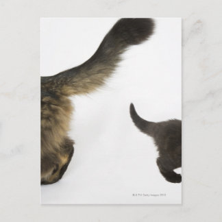 Kitten Tittar upp i Mor Svan Vykort