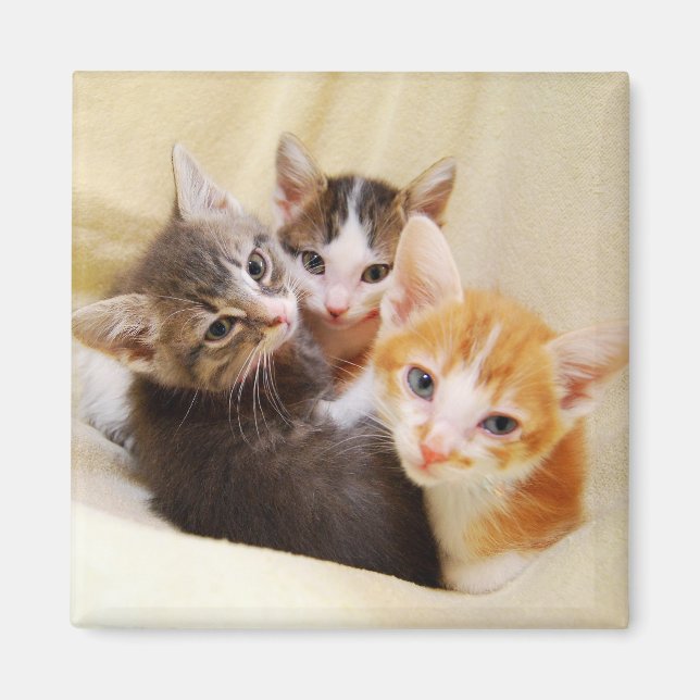 Kitten Trio Magnet (Framsidan)