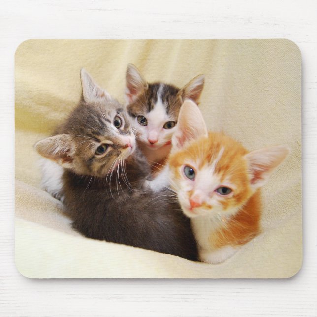 Kitten Trio Mousepad Musmatta (Framsidan)
