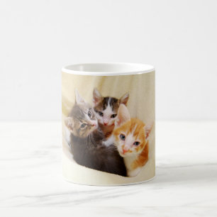 Kitten Trio Mugg