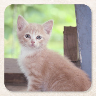 Kitten Underlägg Papper Kvadrat