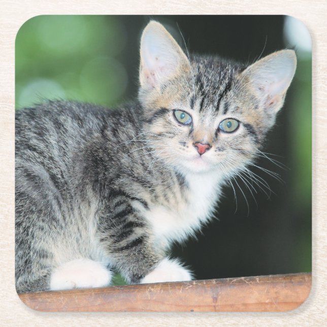 Kitten Underlägg Papper Kvadrat (Framsidan)