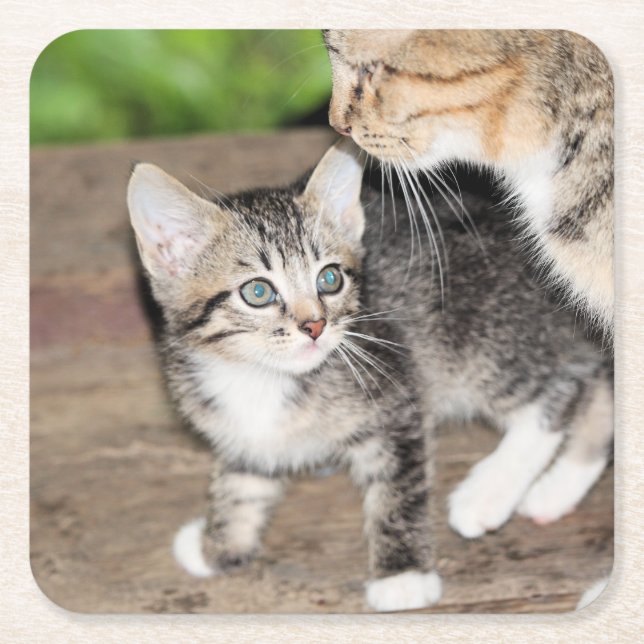 Kitten Underlägg Papper Kvadrat (Framsidan)