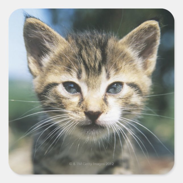 Kitten utomhus fyrkantigt klistermärke (Framsida)