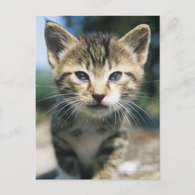 Kitten utomhus vykort (Framsida)