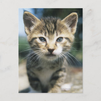 Kitten utomhus vykort