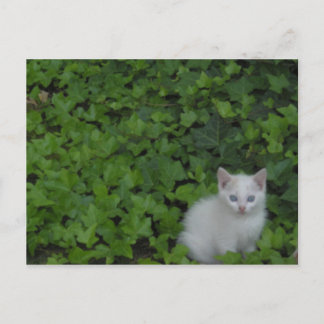 Kitten Vykort