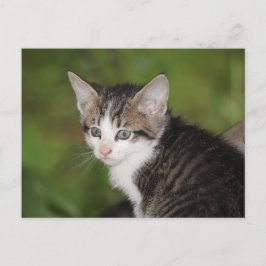 Kitten Vykort