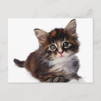 Kitten Vykort