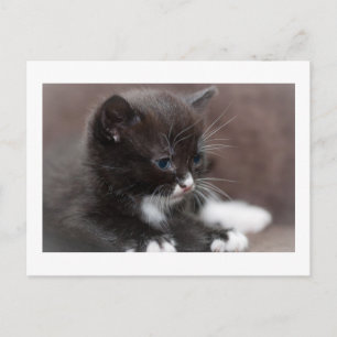 Kitten Vykort