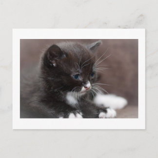 Kitten Vykort