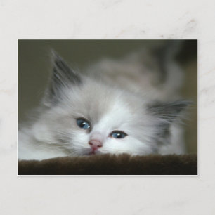 Kitten Vykort