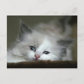 Kitten Vykort