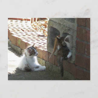 Kittens 050-vykort vykort